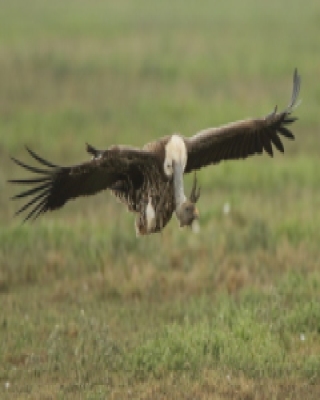 Sęp plamisty - Gyps rueppelli - Rüppell's Vulture