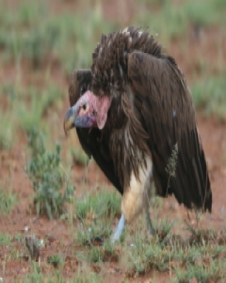 Sęp uszaty - Torgos tracheliotos - Lappet-faced Vulture
