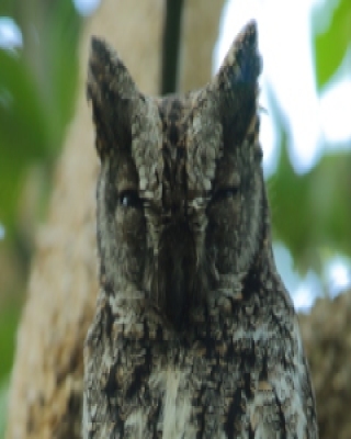 Syczek afrykański - Otus senegalensis - African Scops Owl