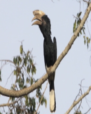 Dzioborożec baniastoczoły - Bycanistes subcylindricus - Black-and-white-casqued Hornbill