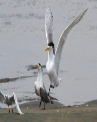 Rybitwa złotodzioba - Thalasseus bergii - Greater Crested Tern