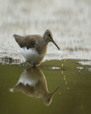 Samotnik - Tringa ochropus - Green Sandpiper