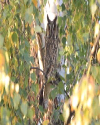 Uszatka - Asio otus - Long-eared Owl