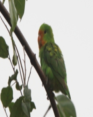 Nierozłączka czerwonogłowa - Agapornis pullarius - Red-headed Lovebird