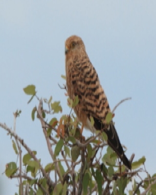 Pustułka stepowa - Falco rupicoloides - Greater Kestrel