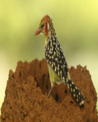 Brodal czerwonouchy - Trachyphonus erythrocephalus - Red-and-yellow Barbet