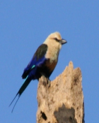 Kraska płowogłowa - Coracias cyanogaster - Blue-bellied Roller