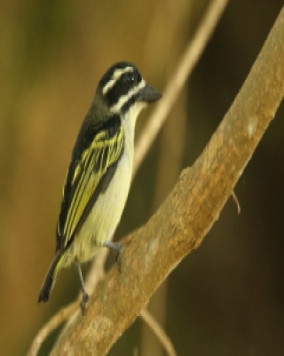 Wąsaczek żółtorzytny - Pogoniulus bilineatus - Yellow-rumped Tinkerbird