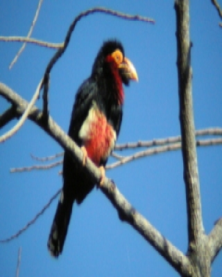 Wąsal żółtooki - Pogonornis dubius - Bearded Barbet