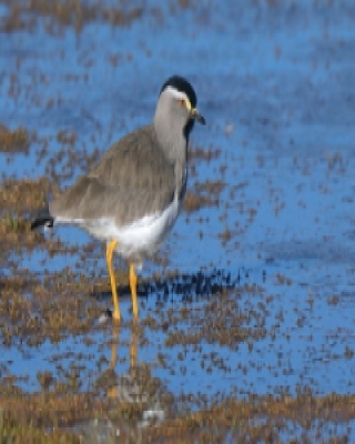 Czajka czarnogłowa - Vanellus melanocephalus - Spot-breasted Lapwing