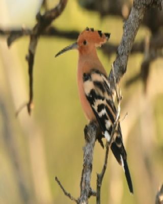 Upupidae - dudki - Hoopoes