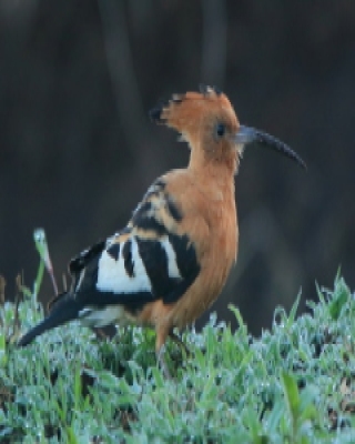 Dudek afrykański - Upupa epops africana - African Hoopoe