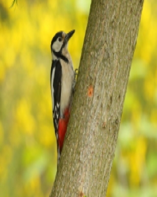 Dzięcioł duży - Dendrocopos major - Great Spotted Woodpecker