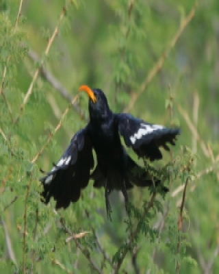 Phoeniculidae - sierpodudki - Wood-hoopoes