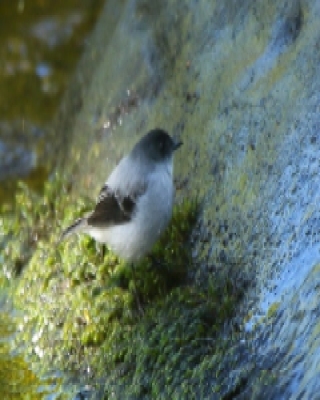Tyranek szary - Serpophaga cinerea - Torrent Tyrannulet