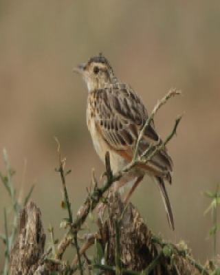 Skowrończyk kusy - Spizocorys fremantlii - Short-tailed Lark