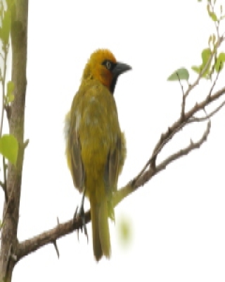 Wikłacz okularowy - Ploceus ocularis - Spectacled Weaver