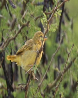 Wikłacz pomarańczowy - Ploceus bojeri - Golden Palm Weaver