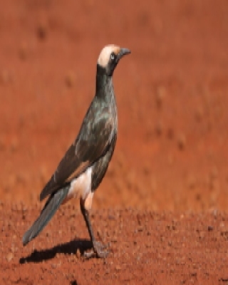 Błyszczak białogłowy - Lamprotornis albicapillus - White-crowned Starling