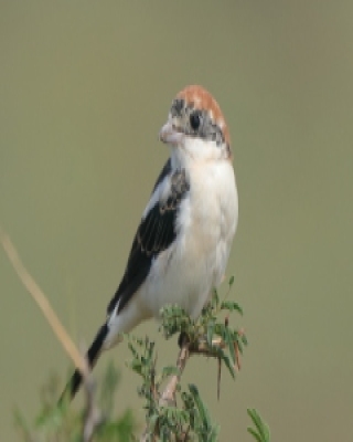 Dzierzba rudogłowa - Lanius senator - Woodchat Shrike