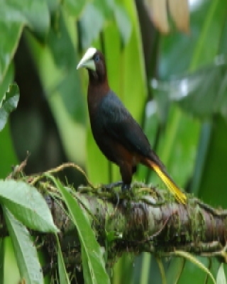Kacykowiec grubodzioby - Psarocolius wagler - Chestnut-headed Oropendola