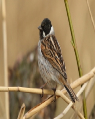 Potrzos - Emberiza schoeniclus - Common Reed Bunting