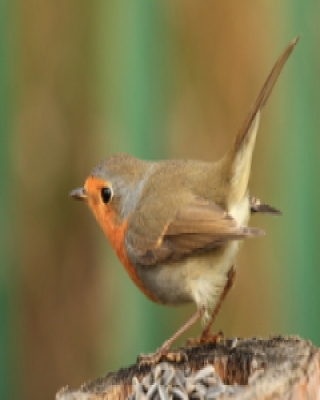 Rudzik - Erithacus rubecula - European Robin