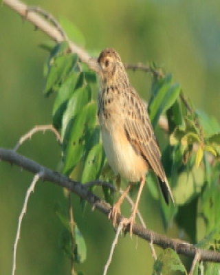 Skowroniec indyjski - Mirafra affinis - Jerdon's Lark
