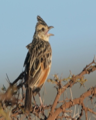 Skowroniec sawannowy - Mirafra africana - Rufous-naped Lark