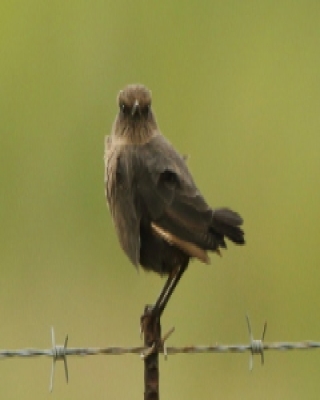 Smolarek łuskowany - Myrmecocichla formicivora - Ant-eating Chat