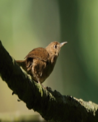 Strzyżyk śpiewny - Troglodytes aedon - House Wren