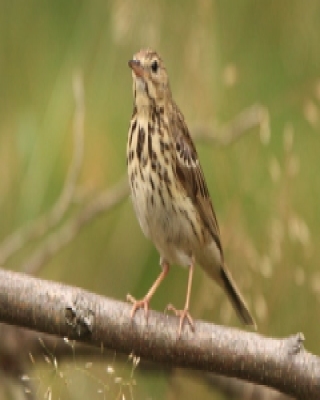Świergotek drzewny - Anthus trivialis - Tree Pipit
