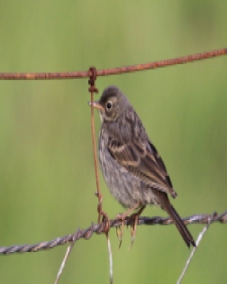 Świergotek nadmorski - Anthus petrosus - Rock Pipit