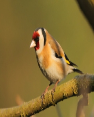 Szczygieł - Carduelis carduelis - European Goldfinch