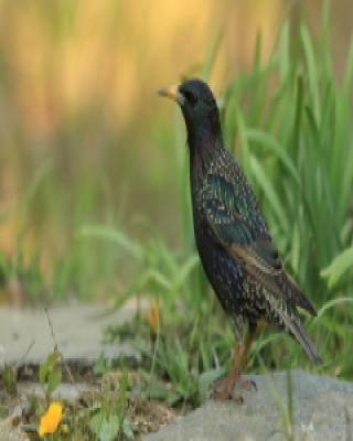 Szpak - Sturnus vulgaris - Common Starling