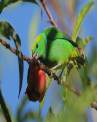 Tęczanka złotobrewa - Chlorophonia callophrys - Golden-browed Chlorophonia