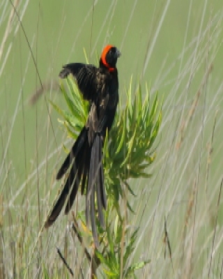 Wikłacz półobrożny - Euplectes ardens - Red-collared Widowbird