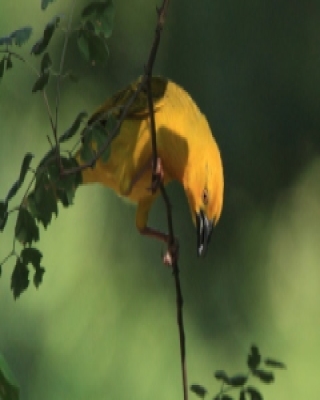 Wikłacz złotawy - Ploceus xanthops - Holub's Weaver