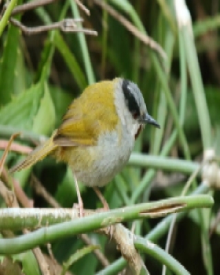 Wilgowiec rdzawogardły - Eminia lepida - Grey-capped Warbler