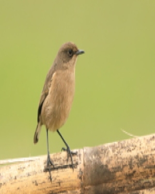 Wrzośnik - Pinarochroa sordida - Moorland Chat