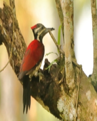 Sułtanik żółtogrzbiety - Dinopium benghalense - Black-rumped Flameback