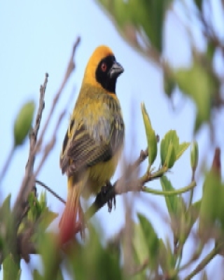 Wikłacz maskowy - Southern Masked Weaver - Ploceus velatus