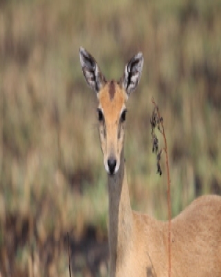 Oribi smukłonogi - Qurebia ourebi - Oribi