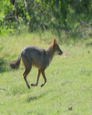 Szakal złocisty - Canis aureus - Golden jackal 