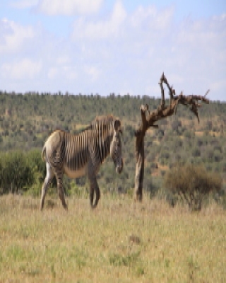 Zebra pręgowana - Equus grevyi - Grevy's zebra