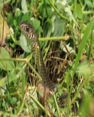 Indian rat snake - Ptyas mucosa