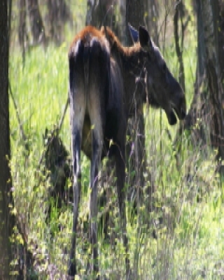 Łoś euroazjatycki - Alces alces - Moose