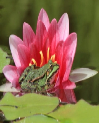 Żaba wodna/jeziorkowa 