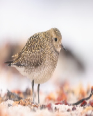 Siewka złota - Pluvialis apricaria - European Golden Plover