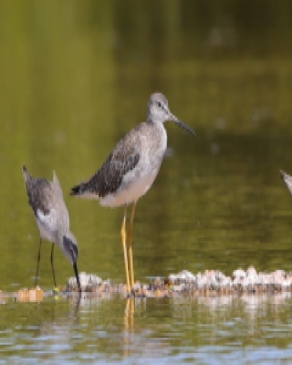 Brodziec piegowaty - Tringa melanoleuca - Greater Yellowlegs